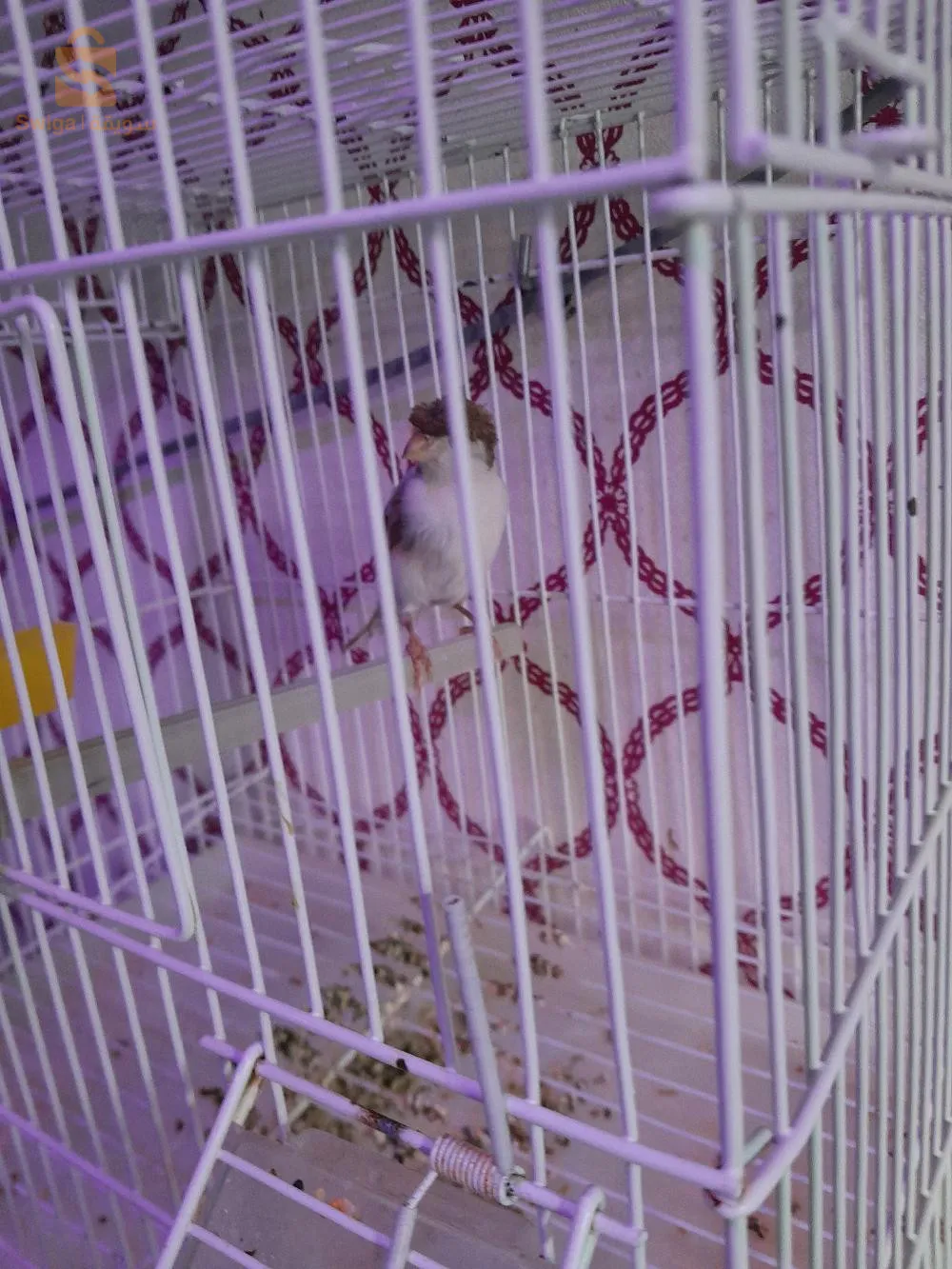 Hippie canary
