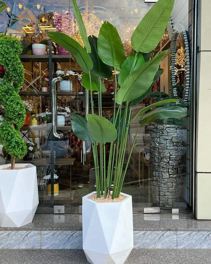 اشجار الزينة