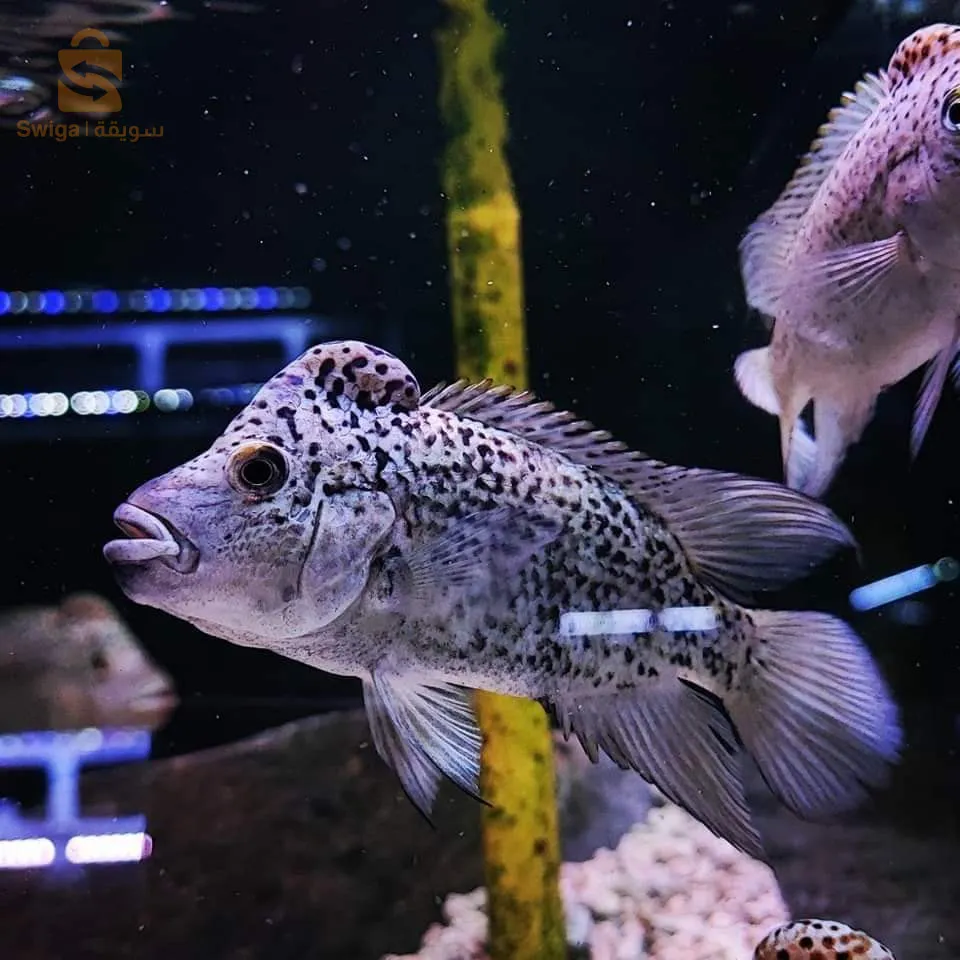 أسماك ملونة