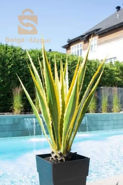 اشجار الزينة