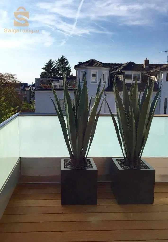 اشجار الزينة