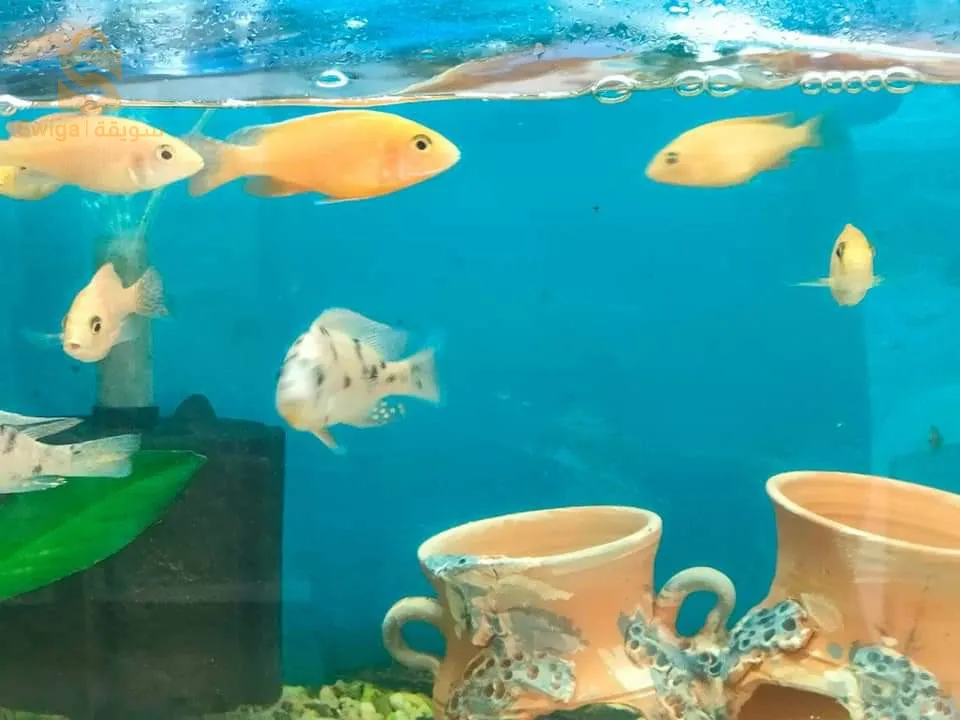 أسماك مختلفة