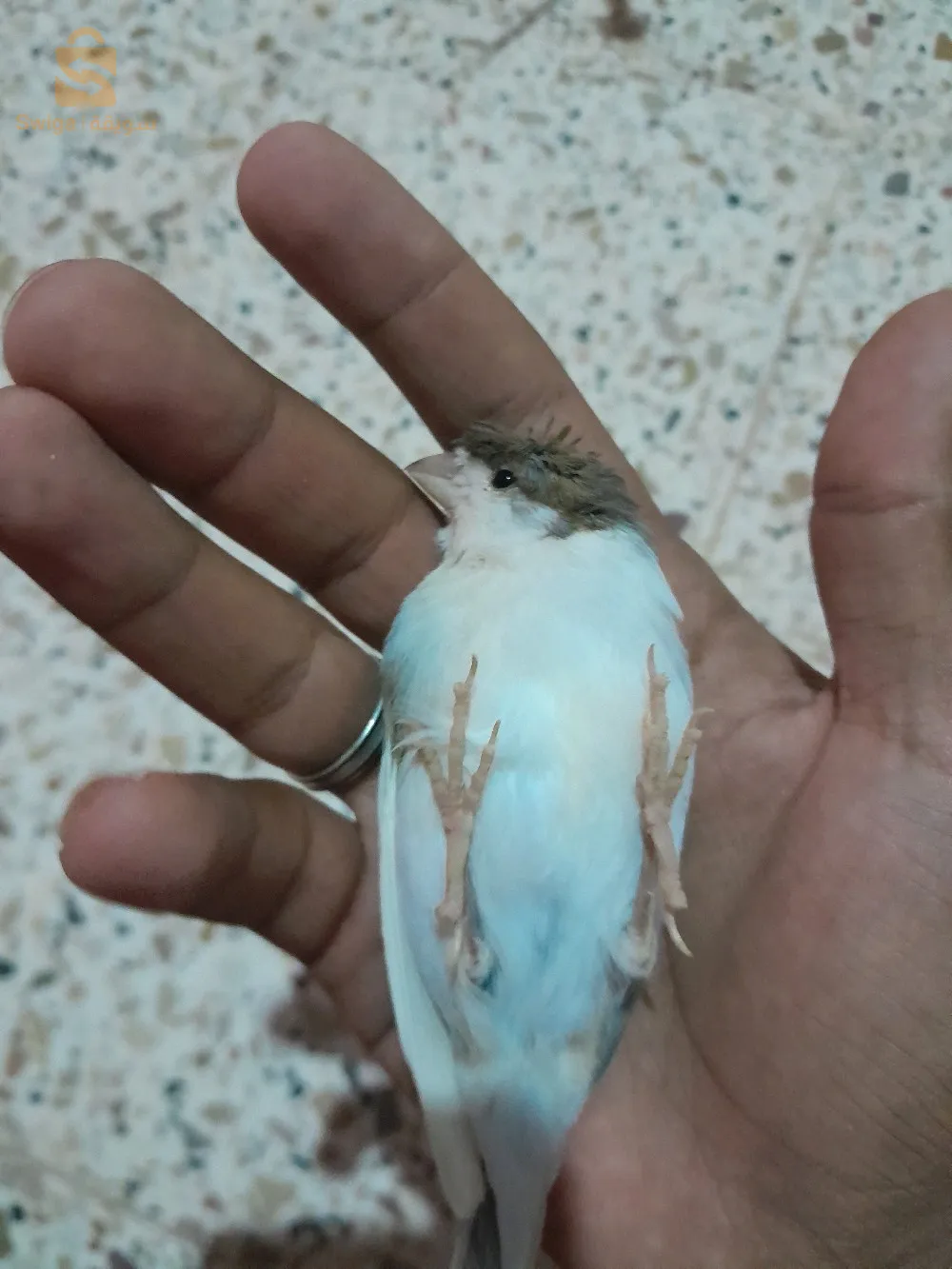 Hippie canary