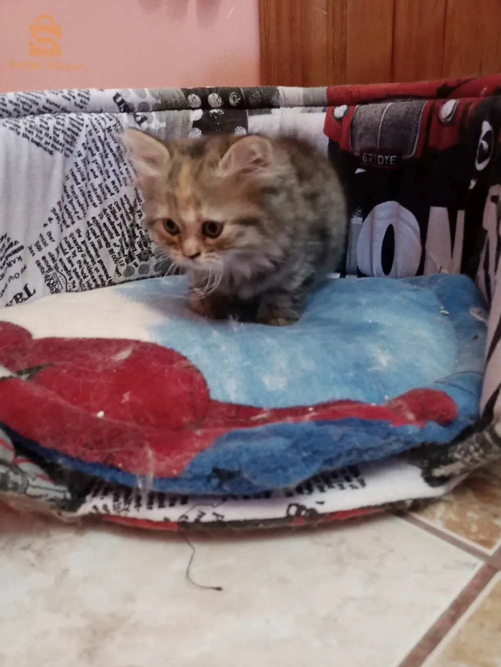 chat persan chinchilla et Himalaya