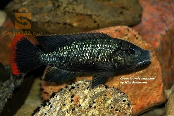 أسماك ملونة