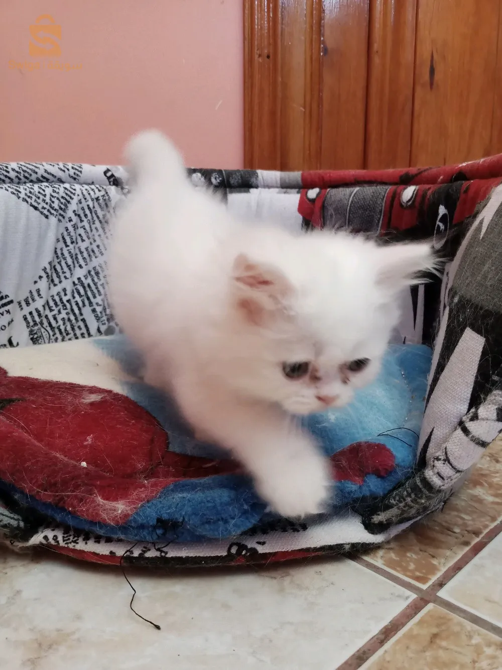 chats Himalaya peke face