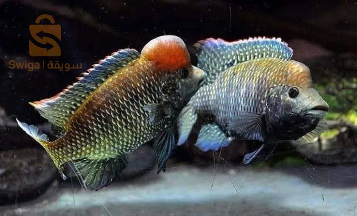 أسماك ملونة