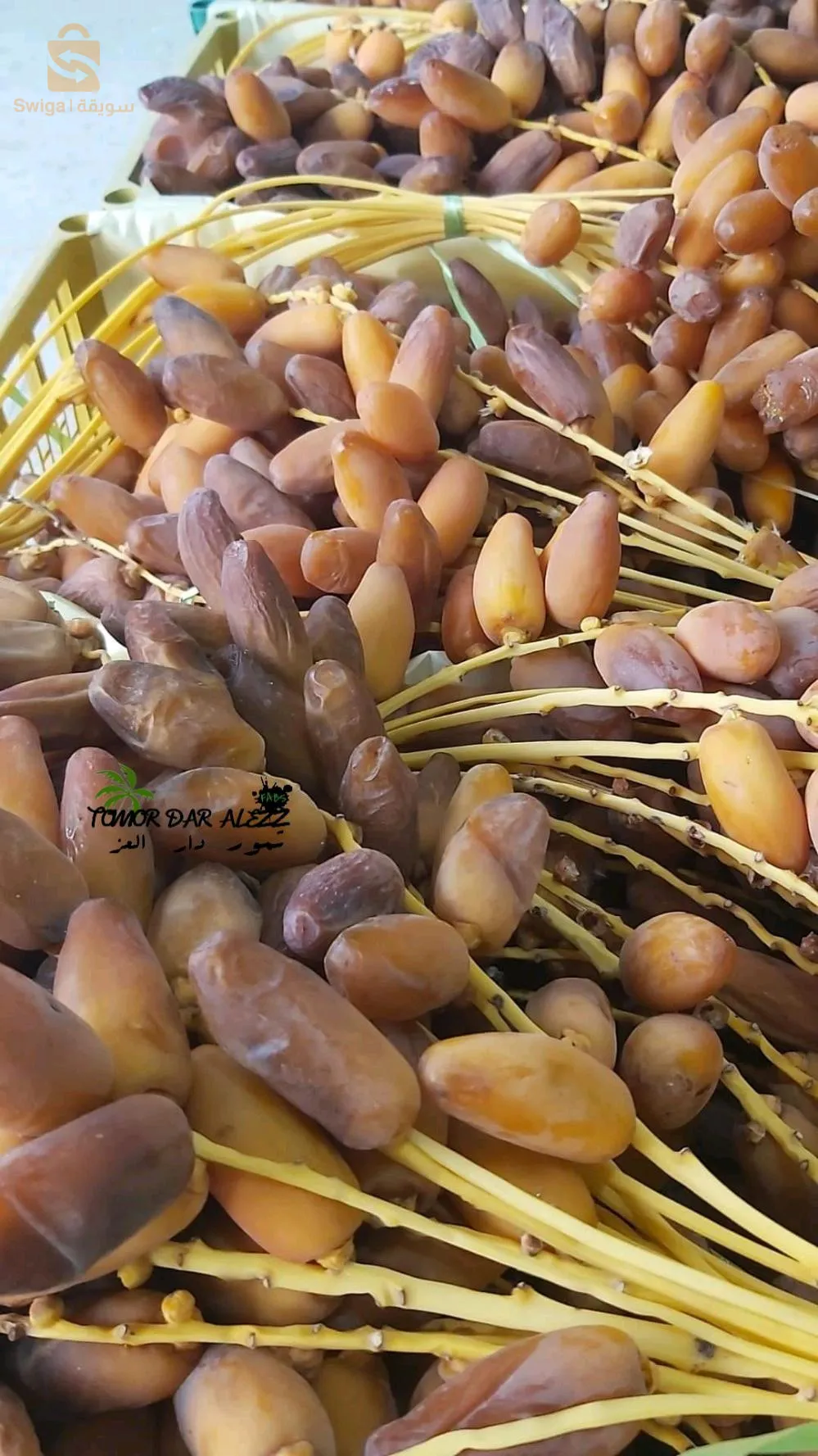 حي الواحات طولقة بسكرة الجزائر