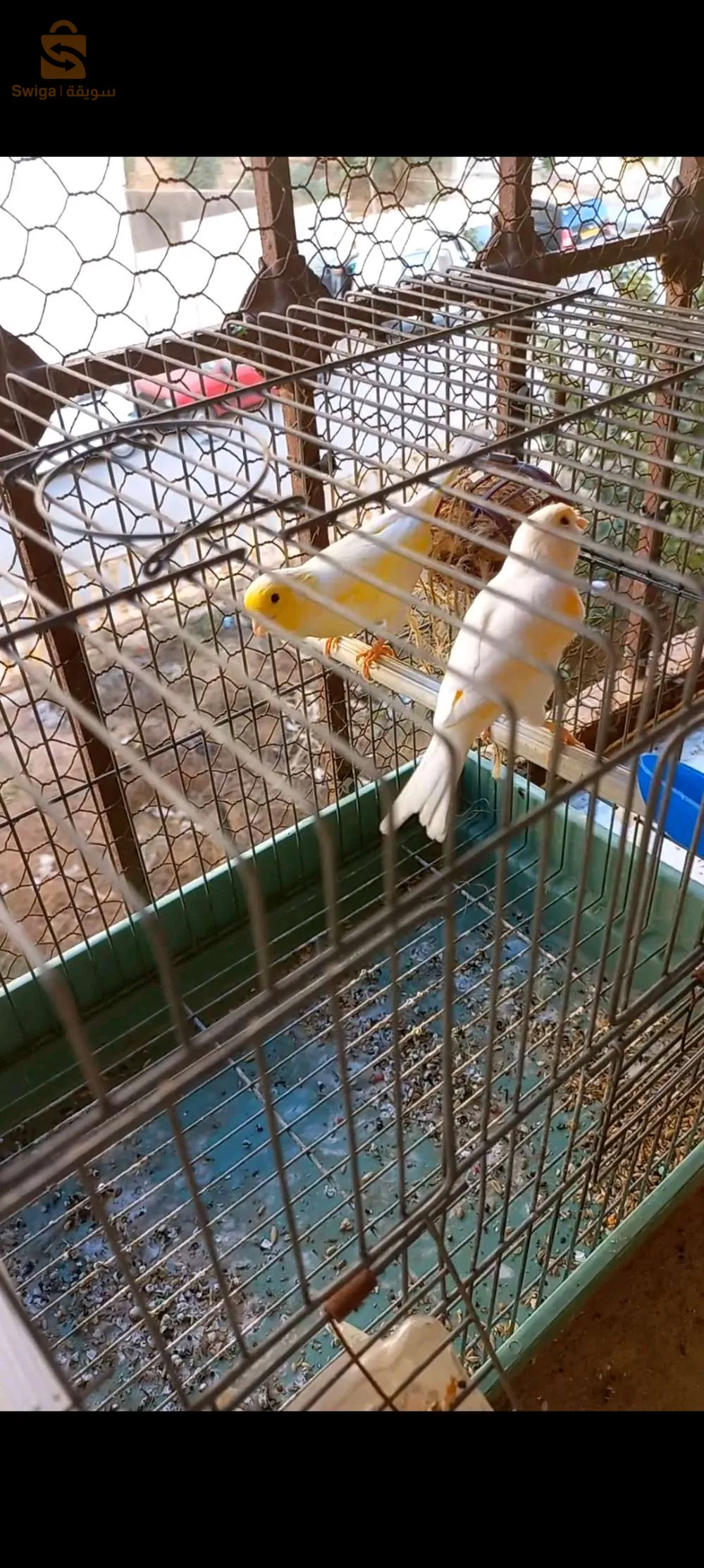 زوجين من كناري 
ساتيني اعين حمراء 
ذكر اصفر انثى موزايك احمر