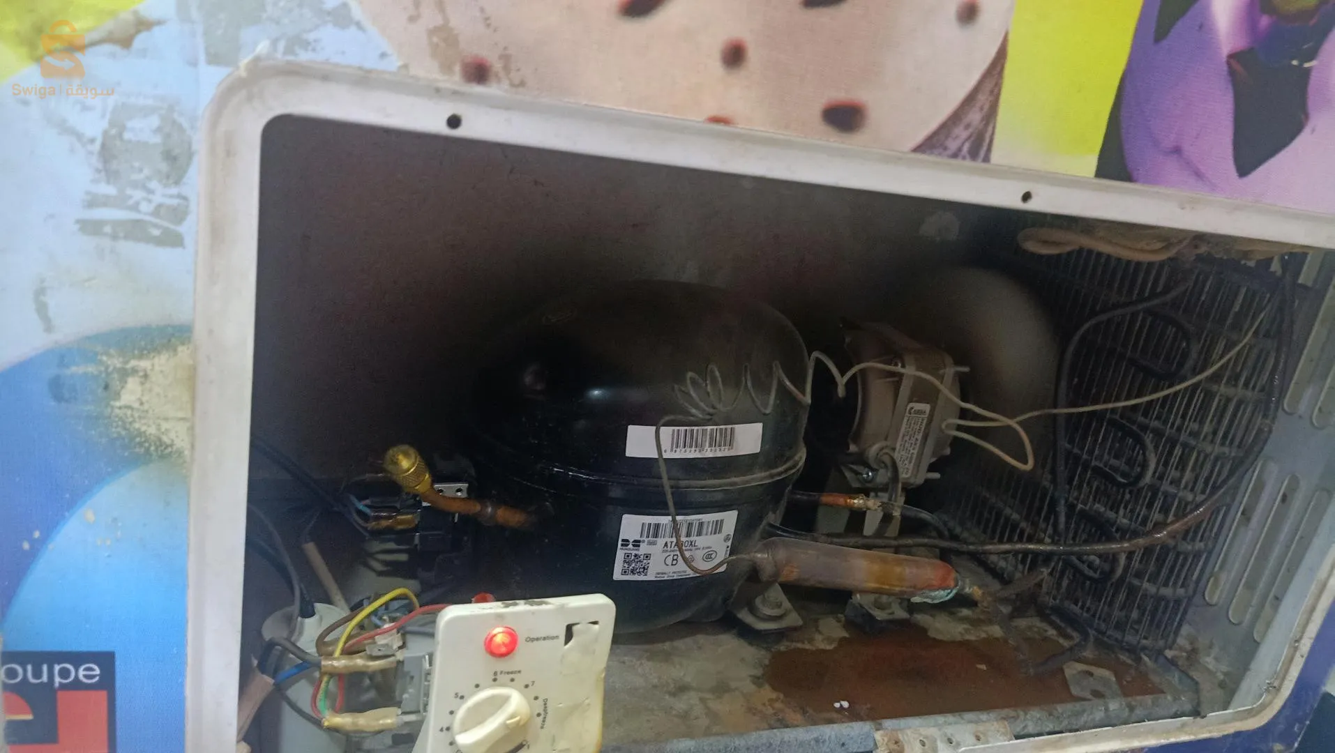 فريڨو في حالة جيدة يڨلاصي ماشاء الله