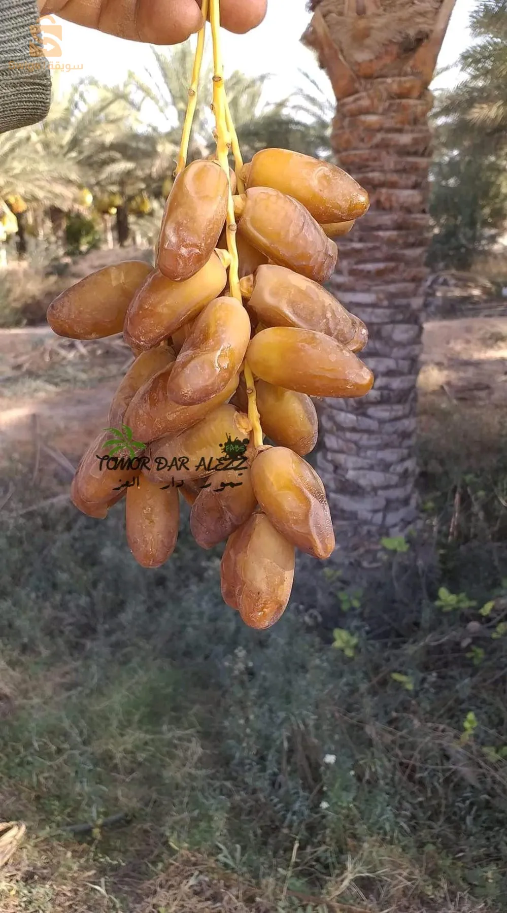 حي الواحات طولقة بسكرة الجزائر