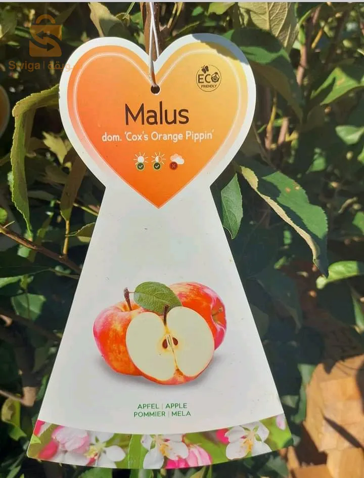 بلدية عين السلطان