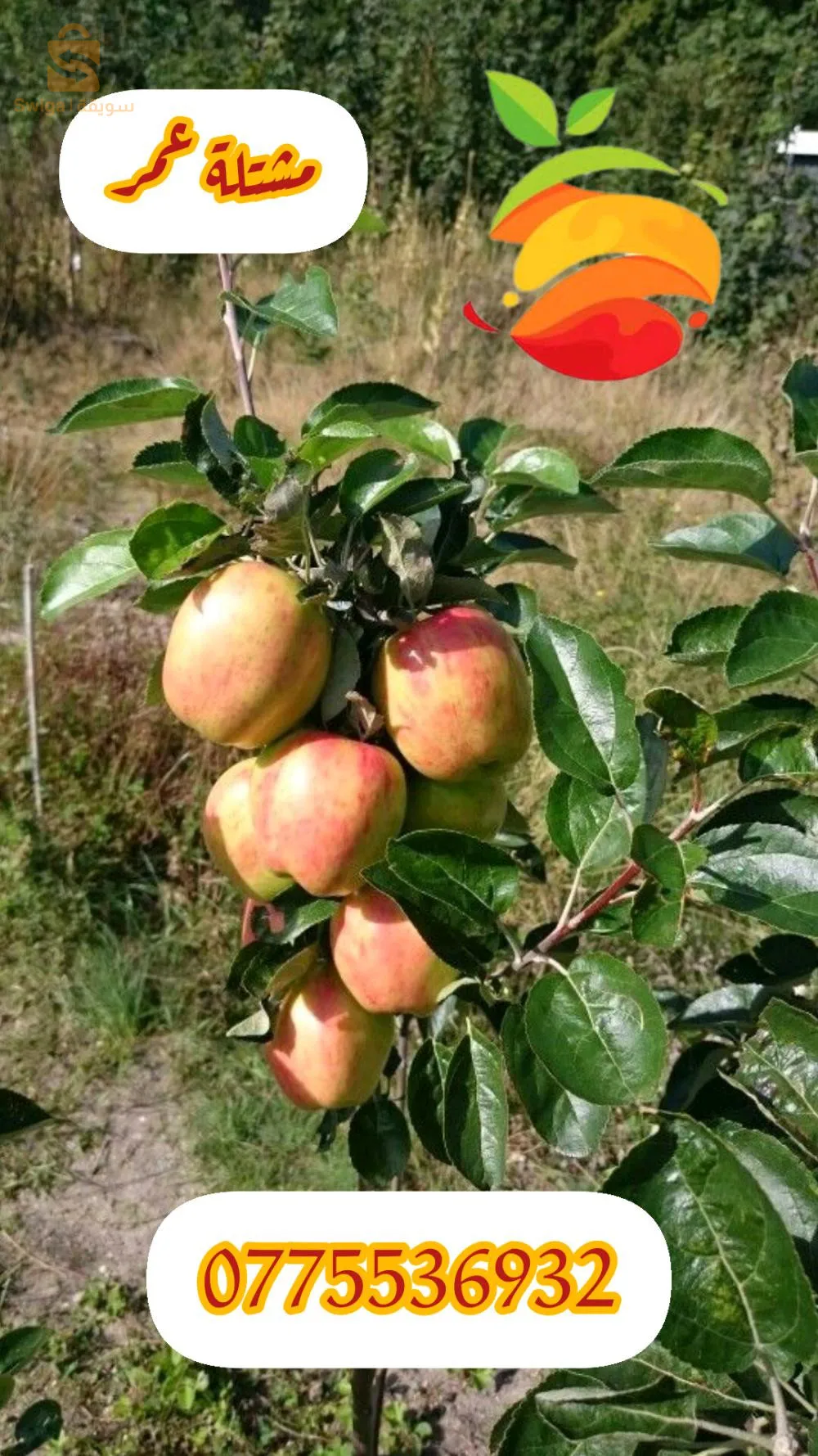 بلدية عين السلطان