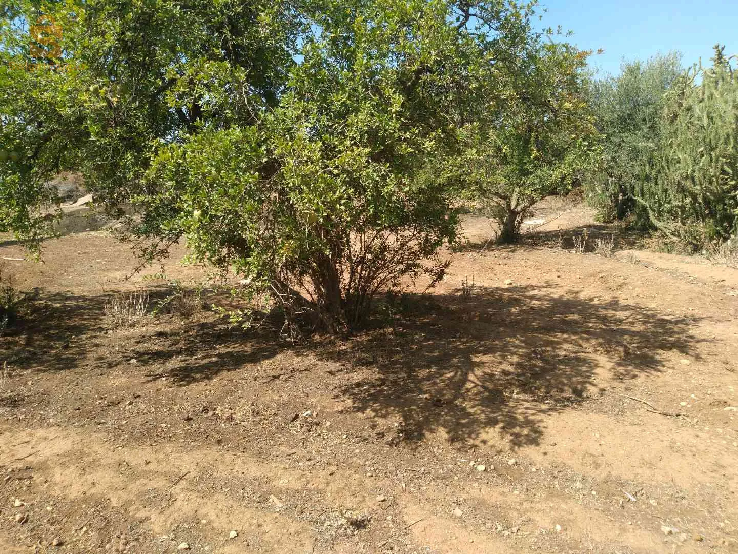 قطعة أرض صالحة لغرس الأشجار المثمرة
