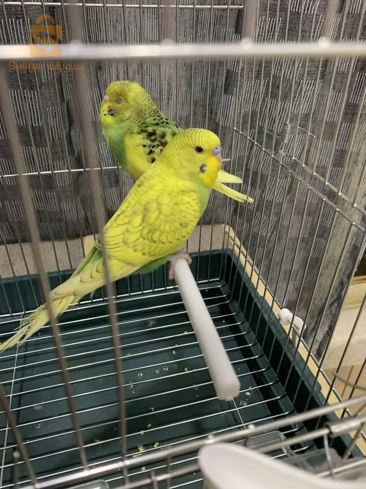 Piruche mal et femelle