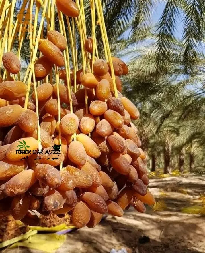 حي الواحات طولقة بسكرة الجزائر