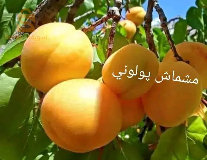 كل أنواع الأشجار المثمرة والحمضيات