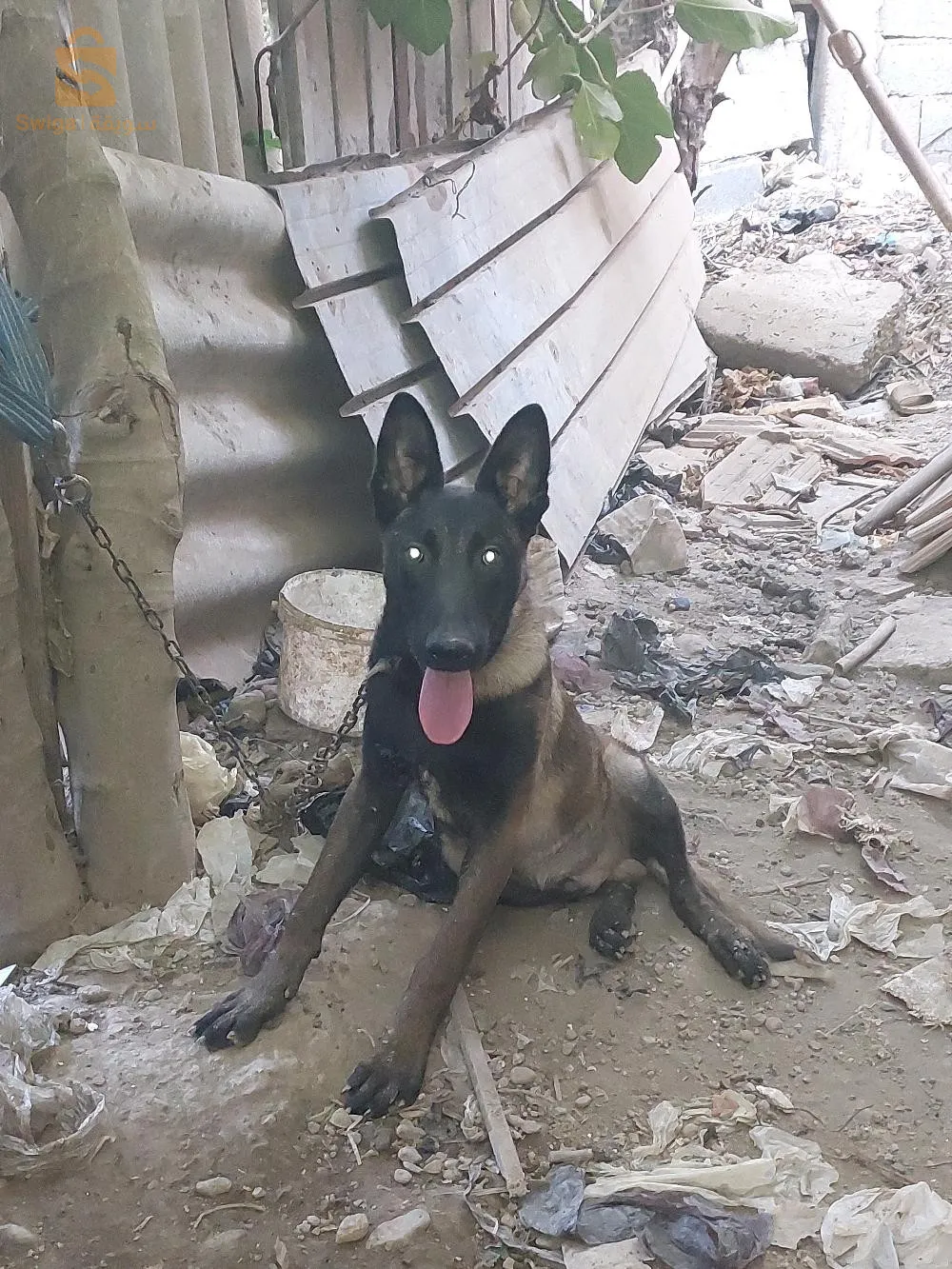 جرو مانيلوا عمر 9شهر