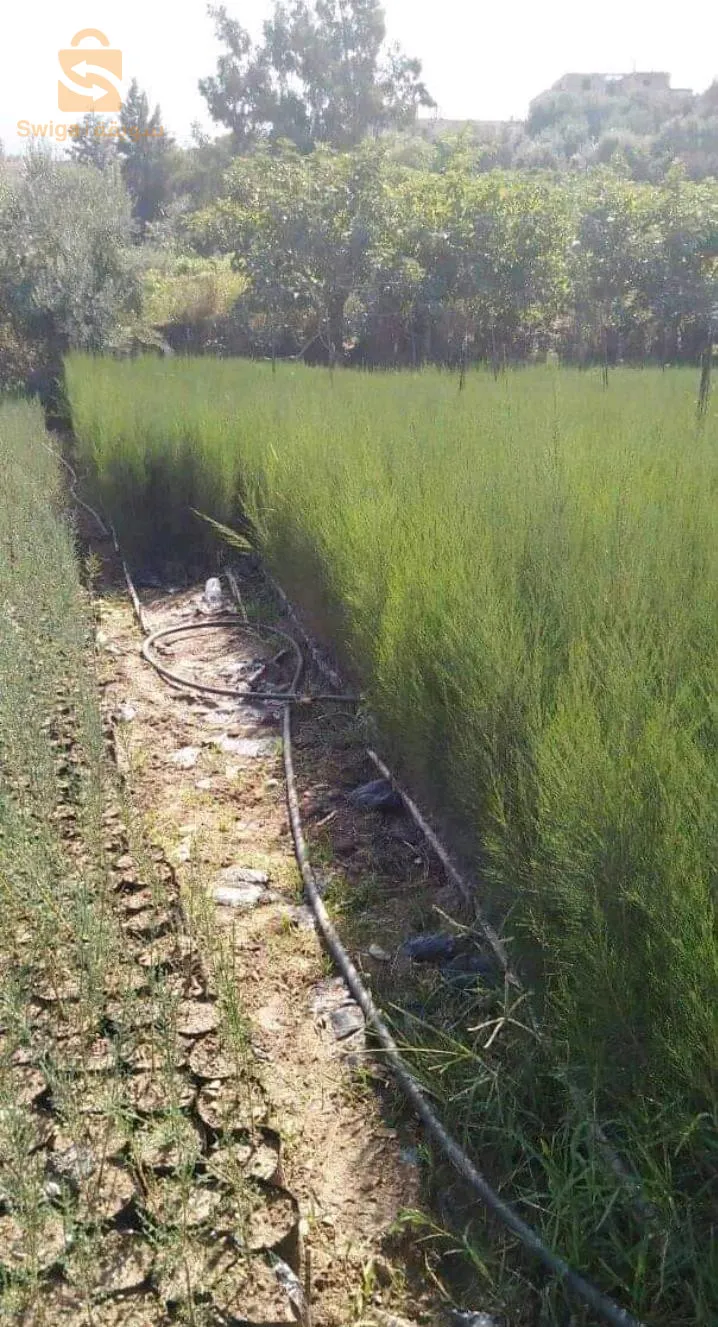 بلدية عين السلطان