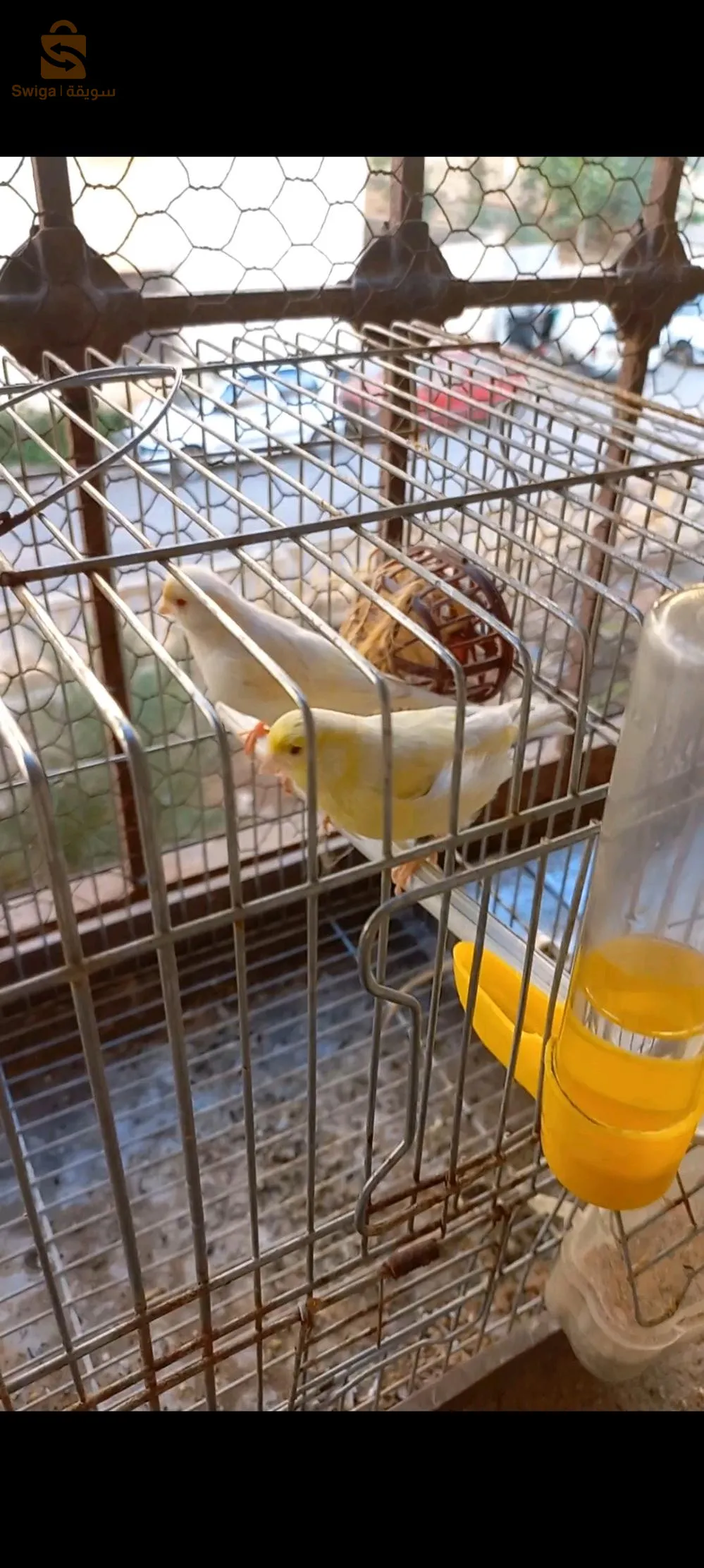 زوجين من كناري 
ساتيني اعين حمراء 
ذكر اصفر انثى موزايك احمر