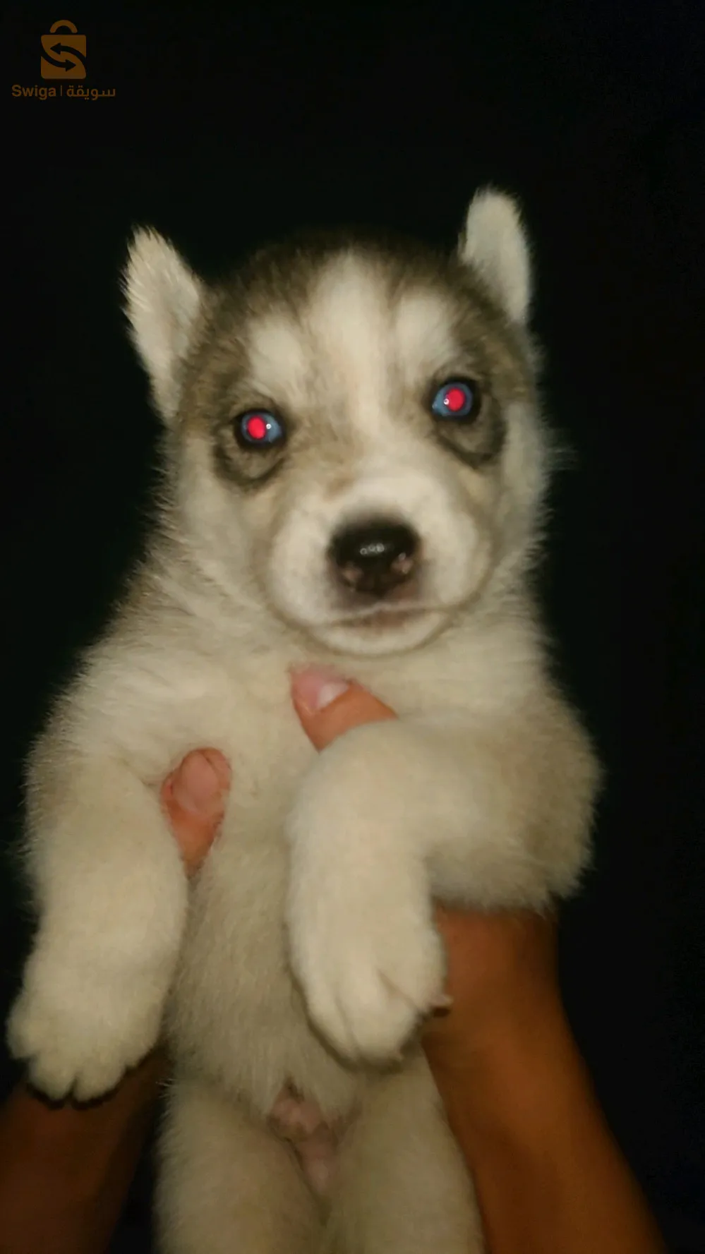 جرو هاسكي سيبيريان