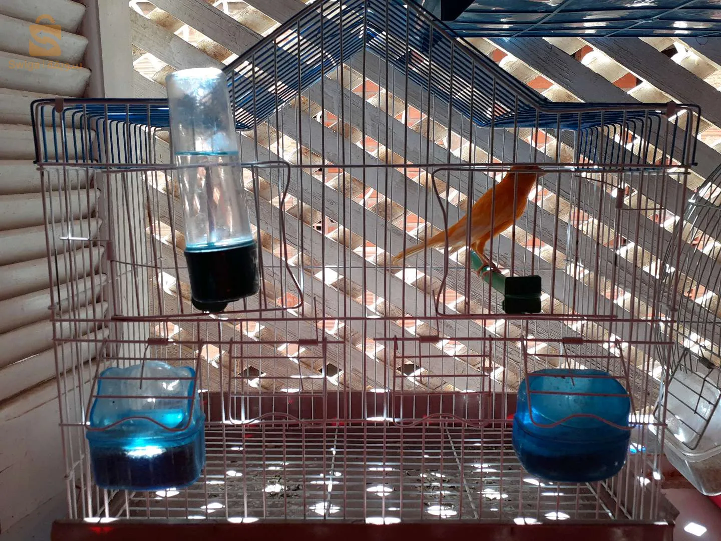 كوبلة كناري اورنج والادة الله يبارك شاري مرحبا بيه