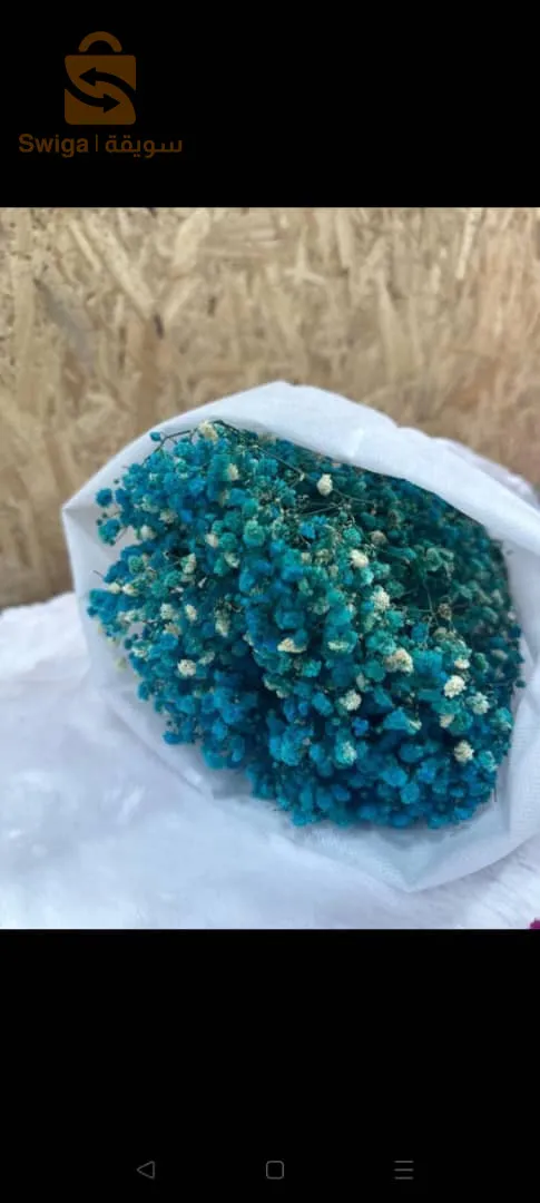 ورد التزيين جيبسوفيلا