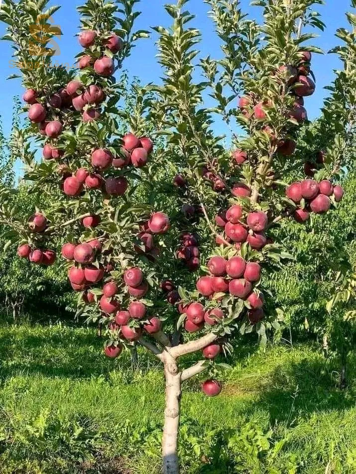 بلدية عين السلطان