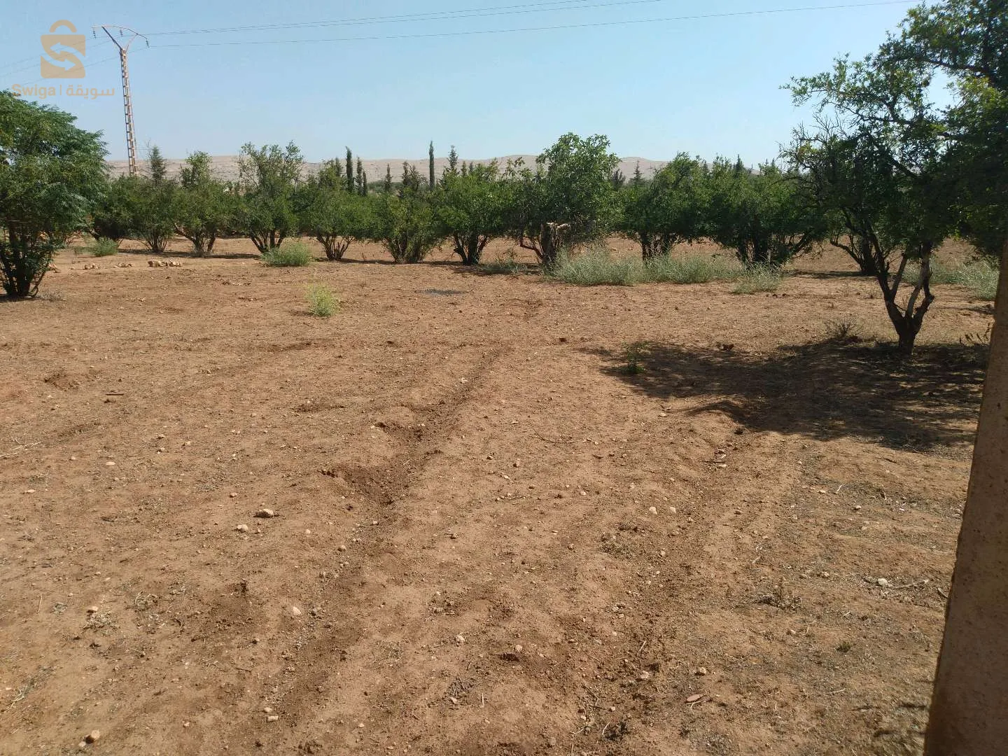قطعة أرض صالحة لغرس الأشجار المثمرة
