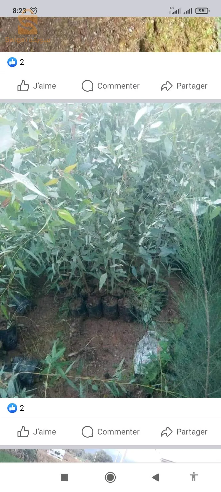 بلدية عين السلطان