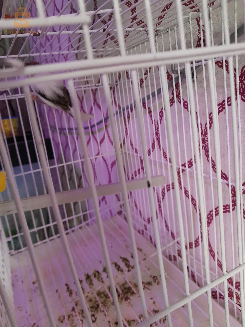 طائر كناري هيبي