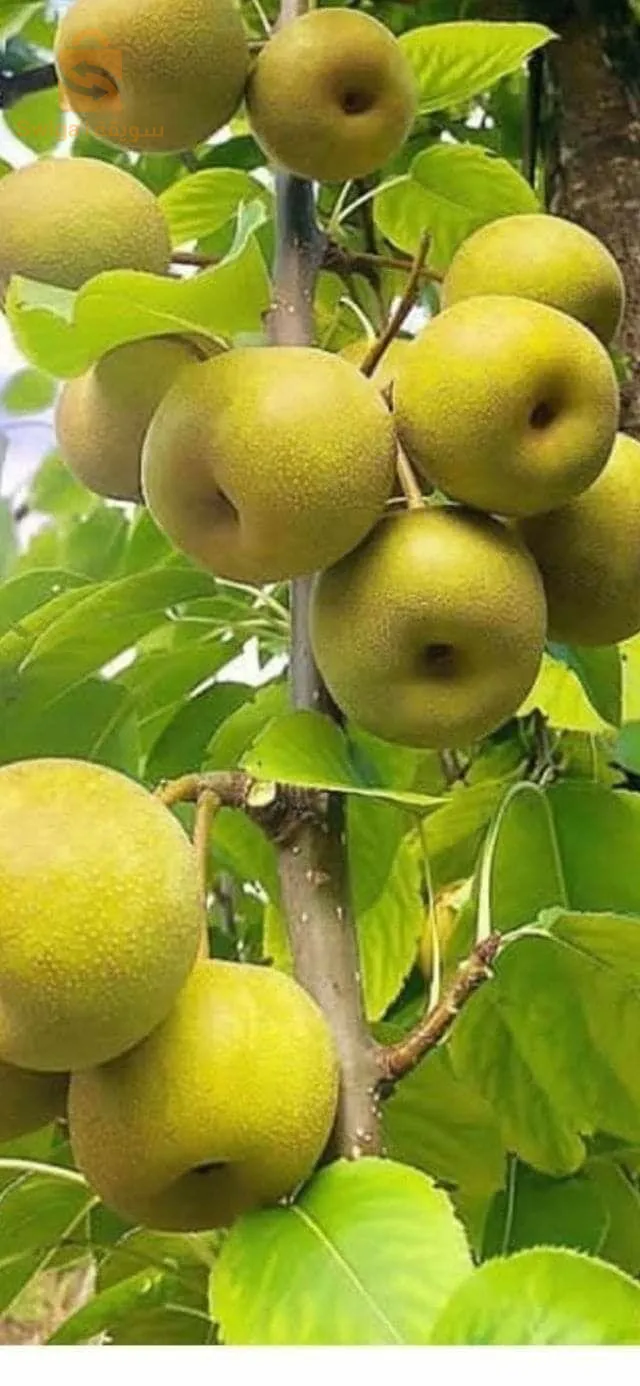 بلدية عين السلطان