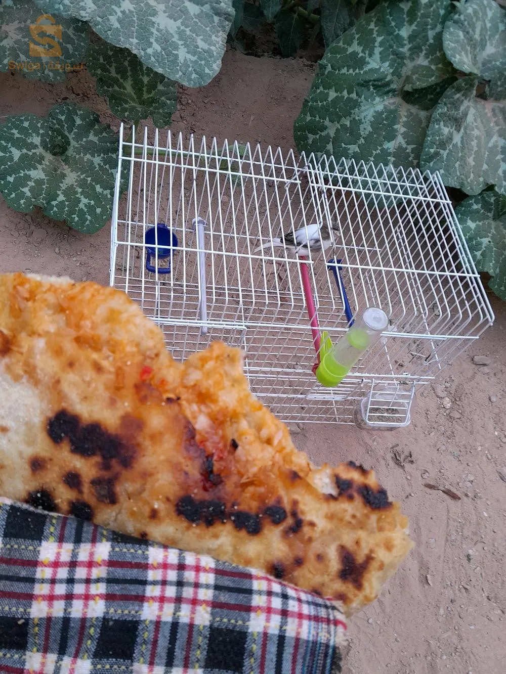 طائر كناري هيبي
