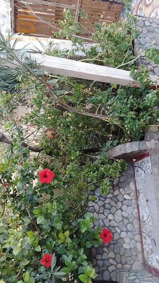 شارع رحو ميلود
