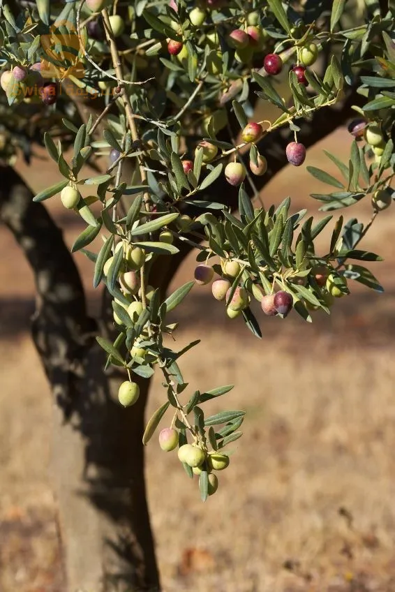 بلدية عين السلطان