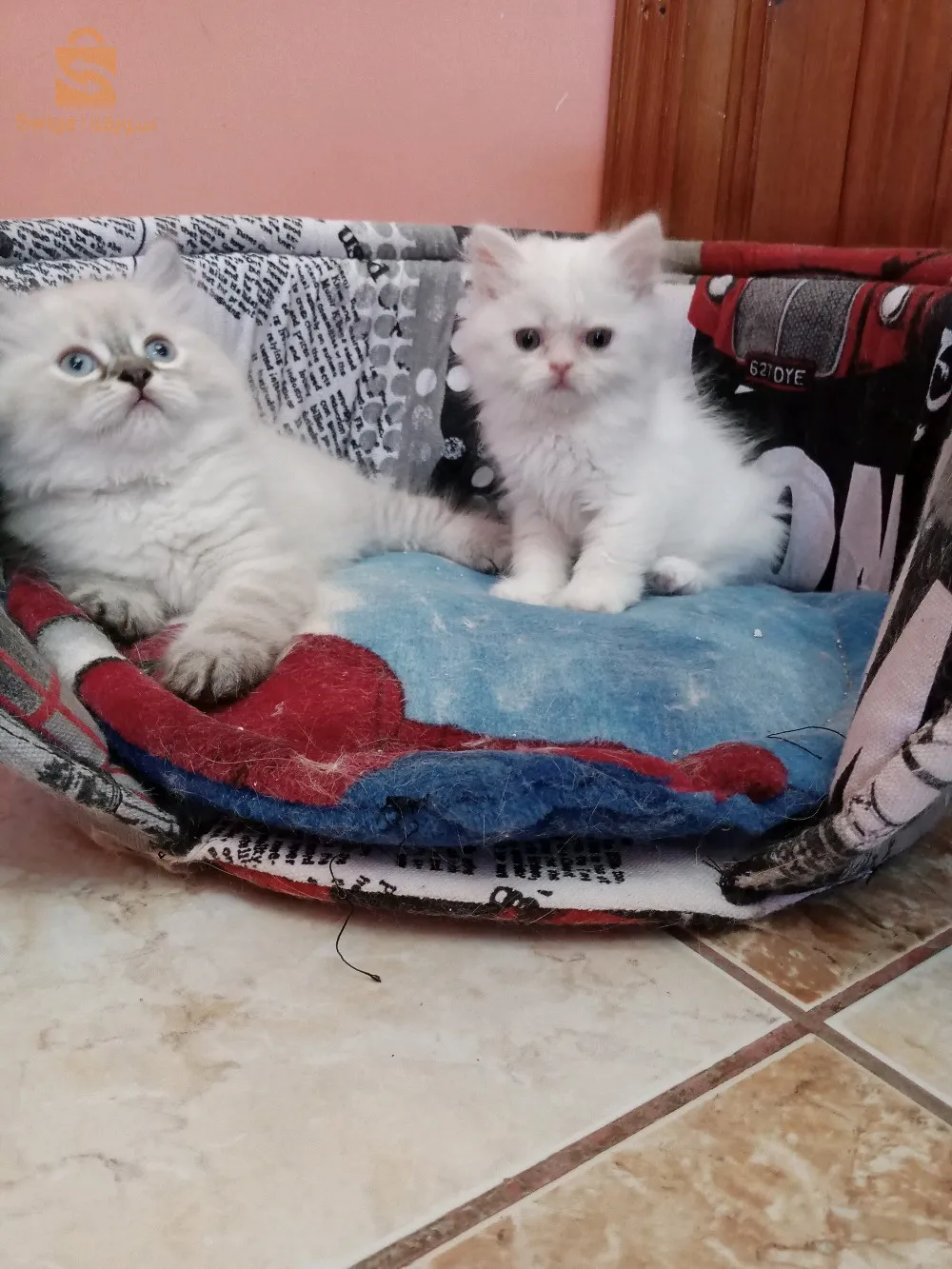 chats Himalaya peke face