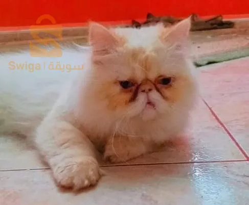 chat persan chinchilla et Himalaya