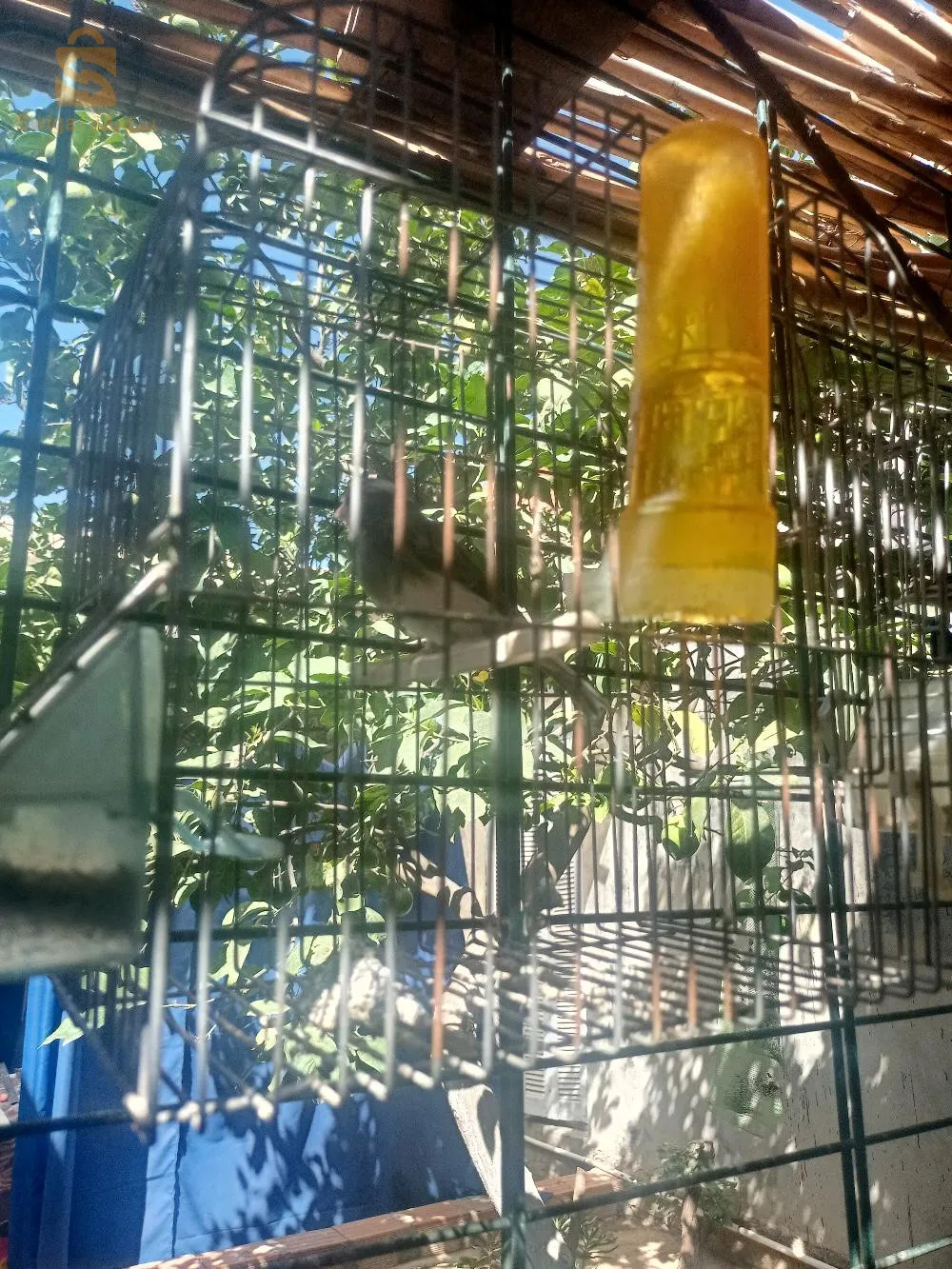 كناري للبيع