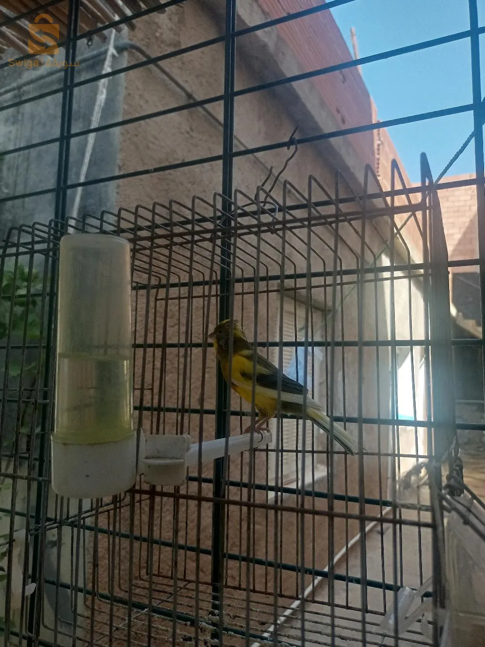 كناري للبيع