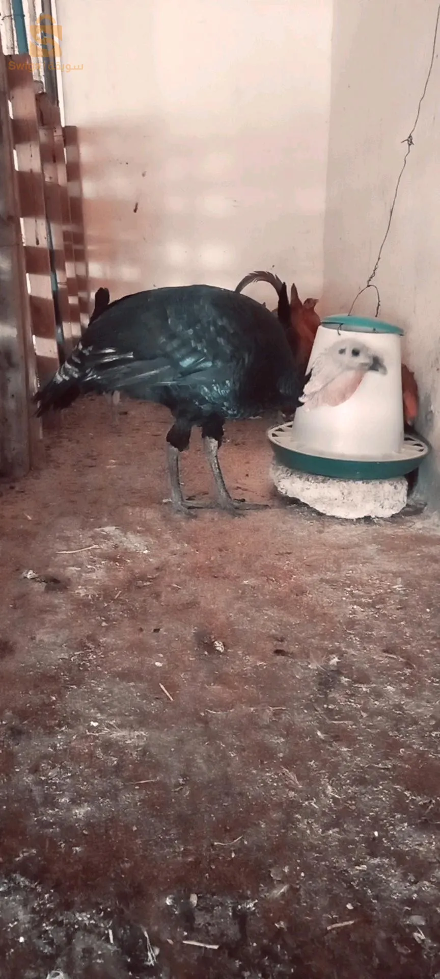 2 ديك رومي ذكور بصحة جيدة