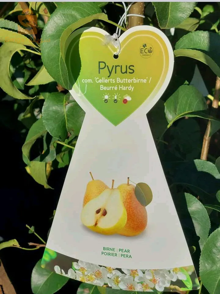 بلدية عين السلطان