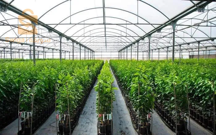 ولاية البليدة بوفاريك بالضبط حلوية