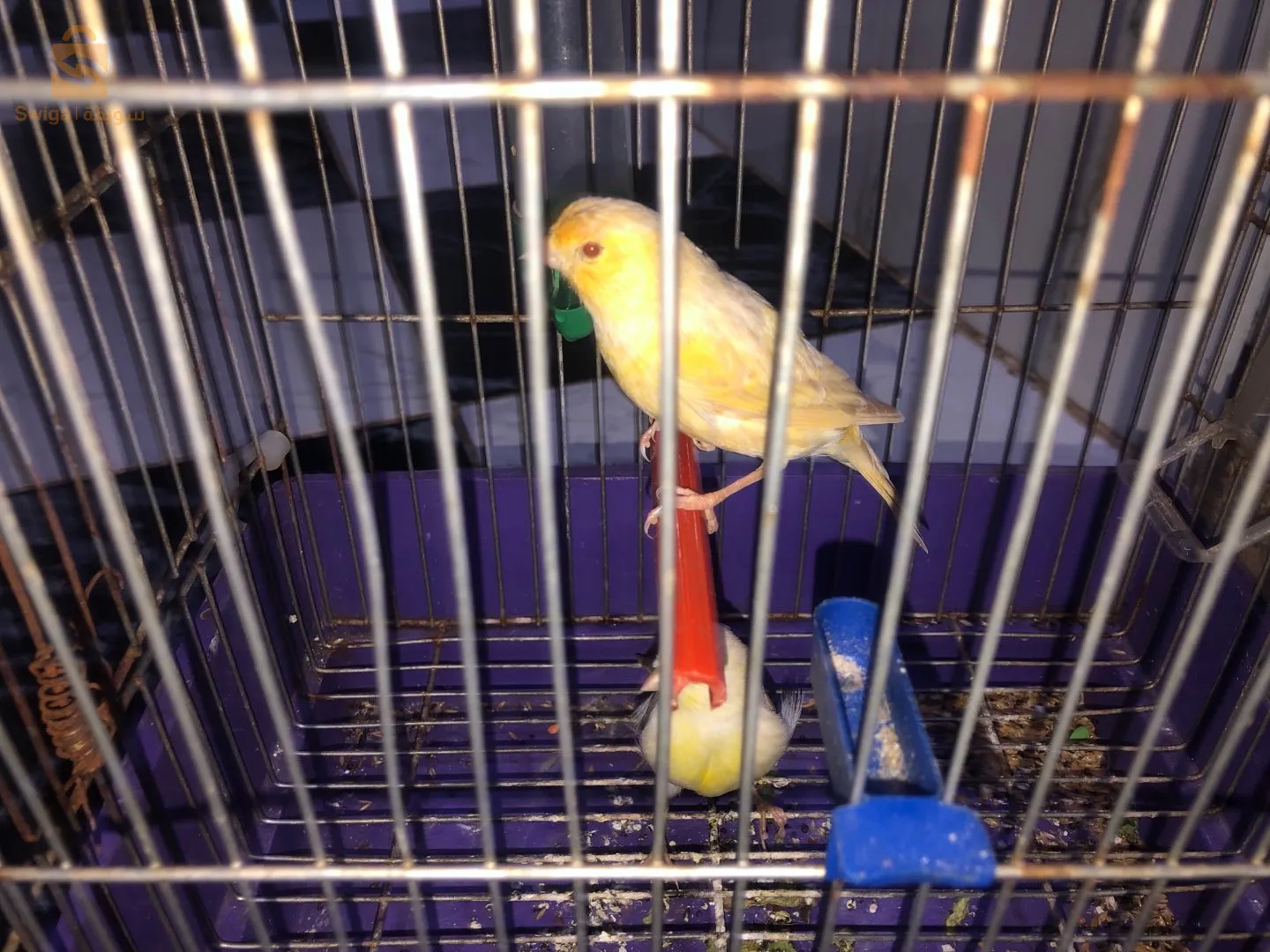 كناري ساتني زيو روج