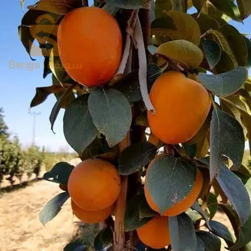 ولاية البليدة بوفاريك بالضبط حلوية