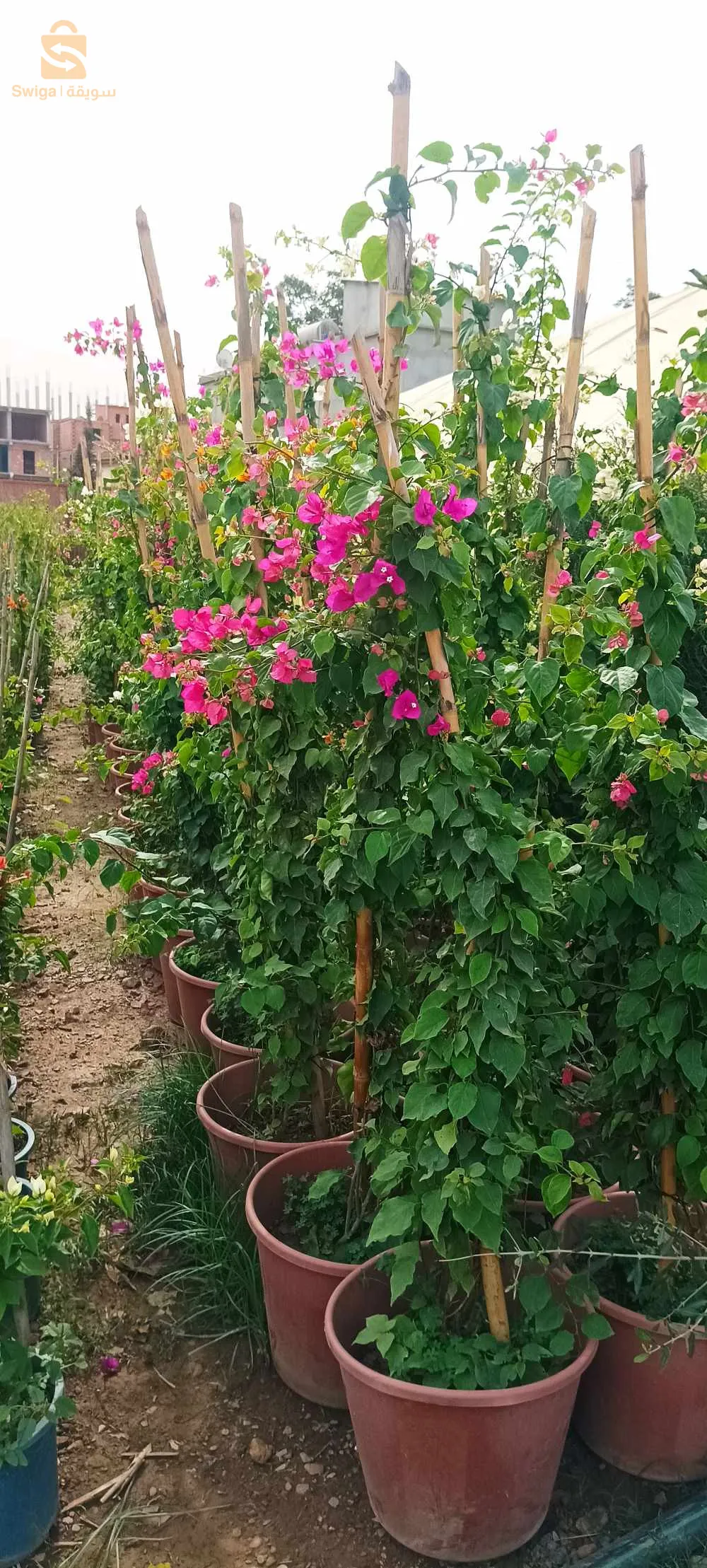 ولاية البليدة بوفاريك بالضبط حلوية