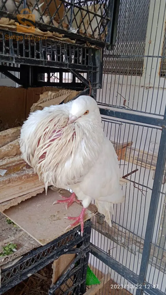 بيع حمام جيتانو اسبانيول