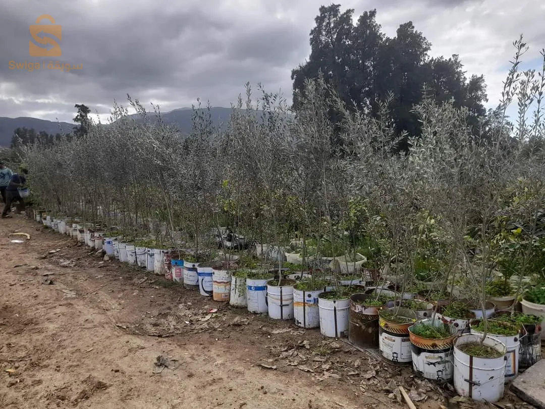 ولاية البليدة بوفاريك بالضبط حلوية