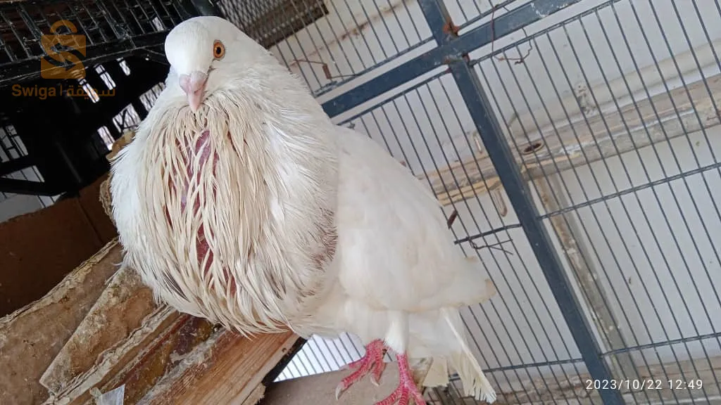 بيع حمام جيتانو اسبانيول