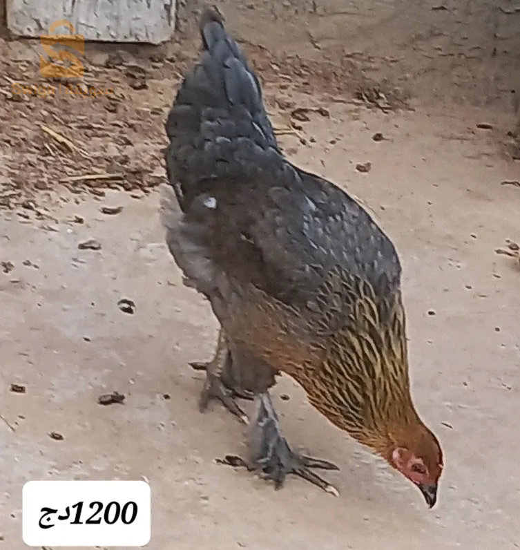 دجاج