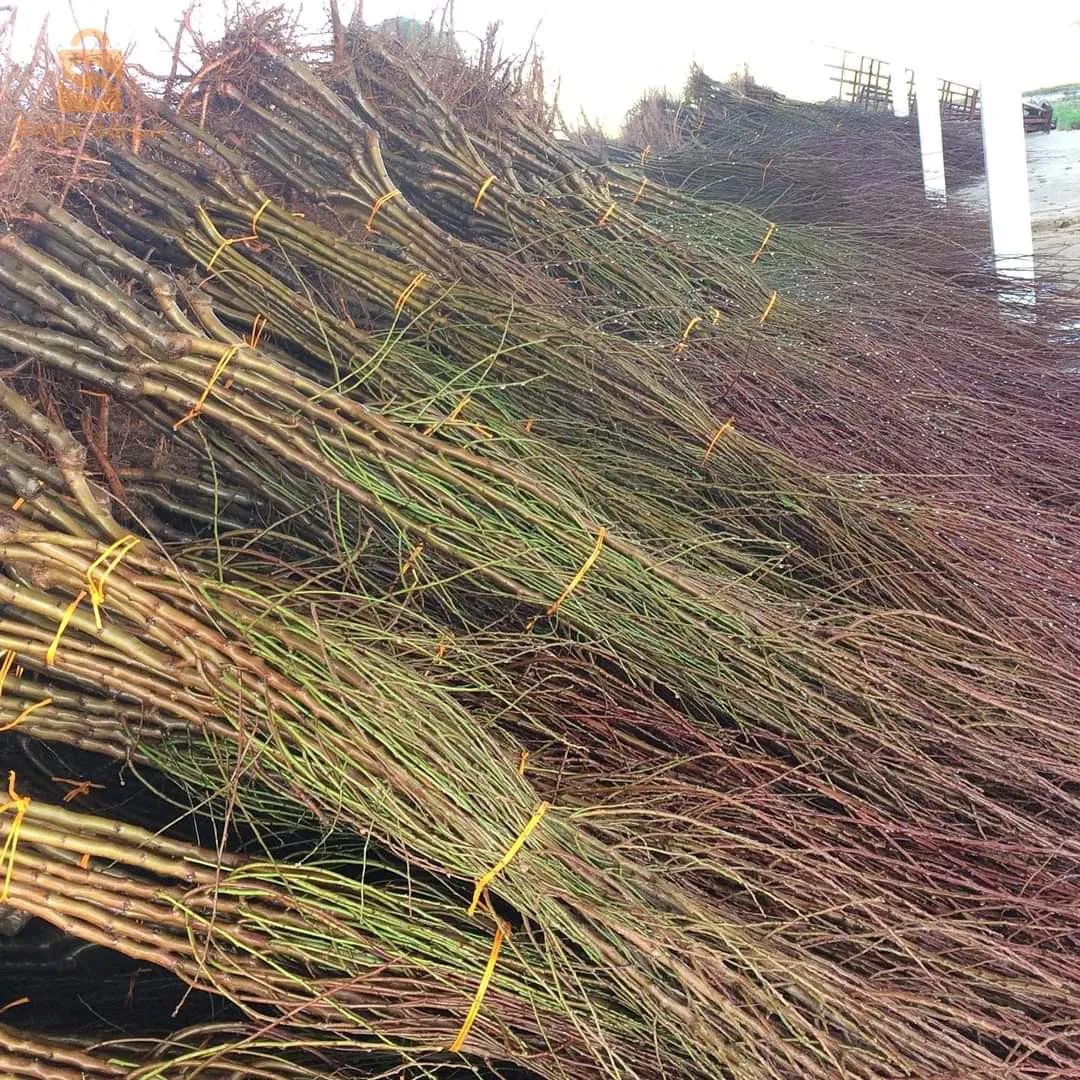 ولاية البليدة بوفاريك بالضبط حلوية